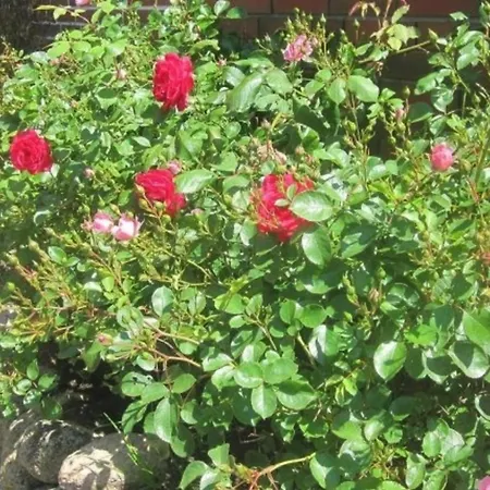 Apartmán Strandgut Eg Morsum (Sylt)